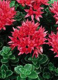 Sedum spurium 'Summer Glory'